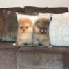 WhatsApp Image 2019-10-24 at 22.52.04 (1) Almofada de cachorro