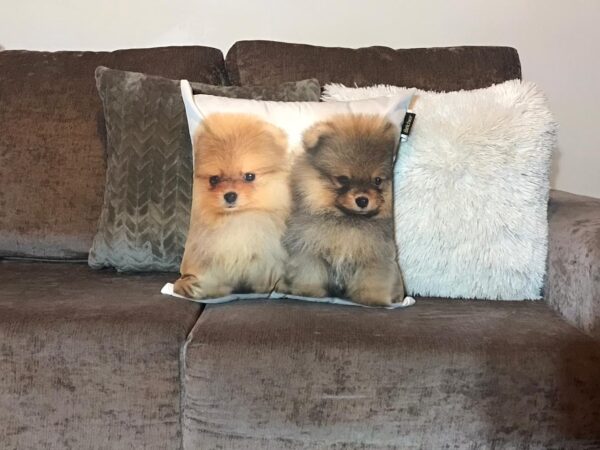 WhatsApp Image 2019-10-24 at 22.52.04 (1) Almofada de cachorro